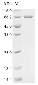 Recombinant Dog Albumin (ALB), Biotinylated