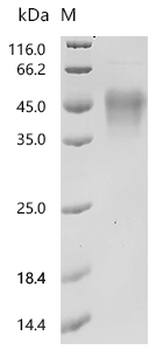 Recombinant Macaca fascicularis Interleukin-2 receptor subunit alpha (IL2RA), partial (Active)