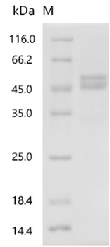 Recombinant Human Tumor necrosis factor ligand superfamily member 10 (TNFSF10), partial