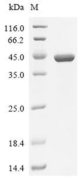 Recombinant Escherichia coli Phenylalanine--tRNA ligase alpha subunit (pheS)