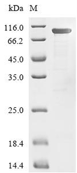 Recombinant Escherichia coli Elongation factor G (fusA)