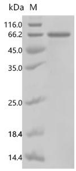 Recombinant Mouse EGF-containing fibulin-like extracellular matrix protein 1 (Efemp1)