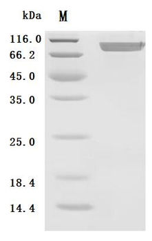 Recombinant Mouse Prolyl endopeptidase FAP (Fap), partial (Active)