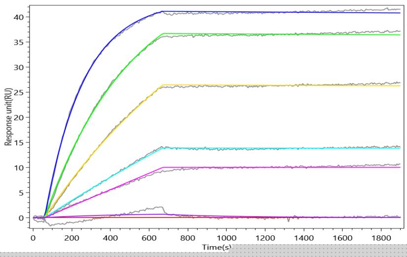 Recombinant Mouse T-cell surface glycoprotein CD8 alpha chain (Cd8a), partial