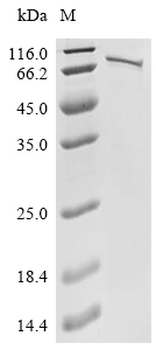Recombinant Human Syntaxin-binding protein 3 (STXBP3)