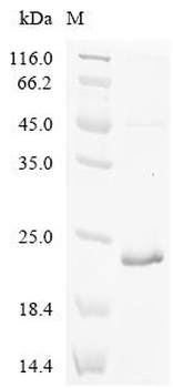 Recombinant Human CDGSH iron-sulfur domain-containing protein 3, mitochondrial (CISD3)