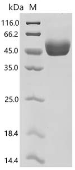 Recombinant Mouse T-cell surface glycoprotein CD5 (Cd5), partial