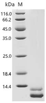 Recombinant Human Growth-regulated alpha protein (CXCL1)
