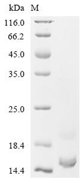 Recombinant Horse Myelin P2 protein (PMP2)