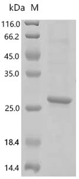 Recombinant Human Neuromedin-U (NMU)