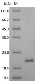 Recombinant Oryza sativa subsp. japonica Mini zinc finger protein 1 (MIF1)