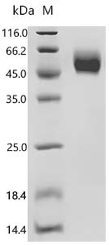 Recombinant Human Beta-2-glycoprotein 1 (APOH)