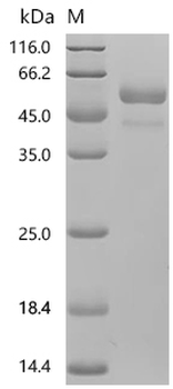 Recombinant Human Sodium/potassium-transporting ATPase subunit alpha-2 (ATP1A2), partial