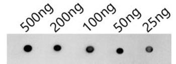SYN1 Antibody