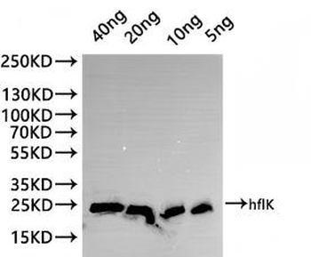 hflK Antibody