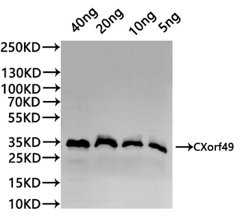 CXorf49 homolog Antibody