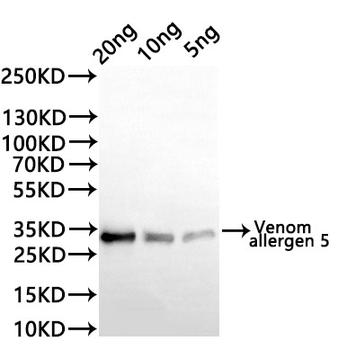 Venom allergen 5 Antibody