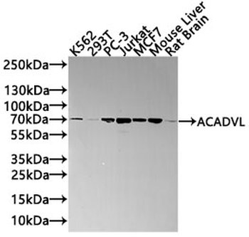 ACADVL Antibody