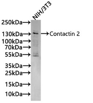 CNTN2 Antibody