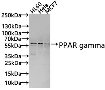 PPARG Antibody