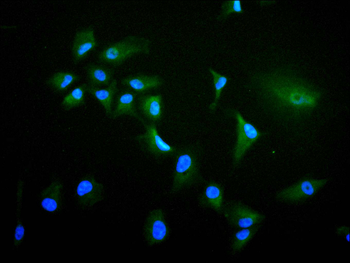 PPARG Antibody