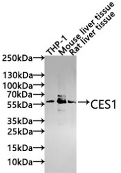 CES1 Antibody