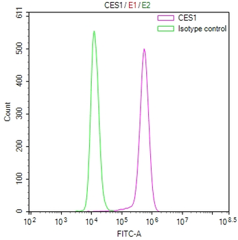 CES1 Antibody