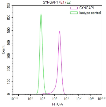 SYNGAP1 Antibody