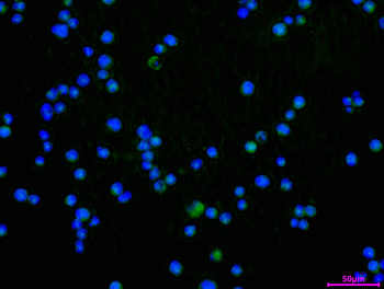 FCER2 Antibody