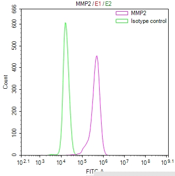 MMP2 Antibody