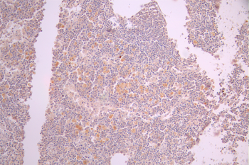 POMC Antibody