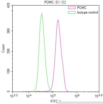 POMC Antibody