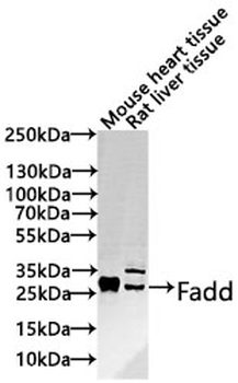 Fadd Antibody