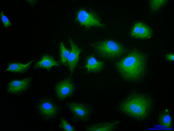 TAX1BP3 Antibody