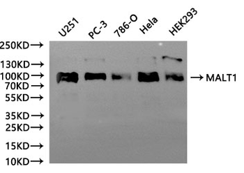MALT1 Antibody