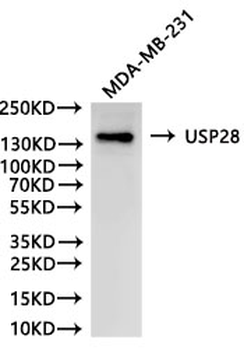 USP28 Antibody