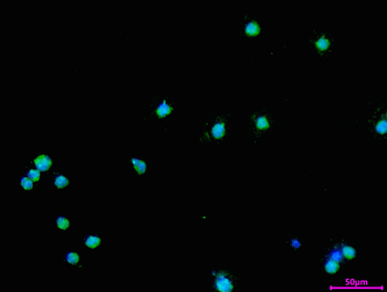 USP28 Antibody
