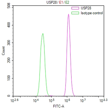 USP28 Antibody