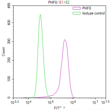 PHF8 Antibody
