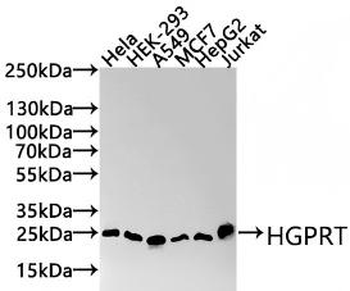 HPRT1 Antibody