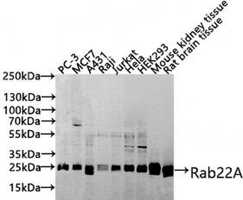RAB22A Antibody