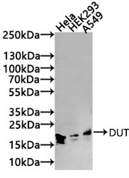 DUT Antibody