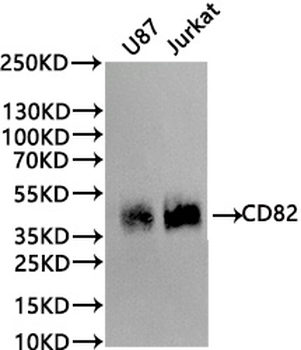 CD82 Antibody