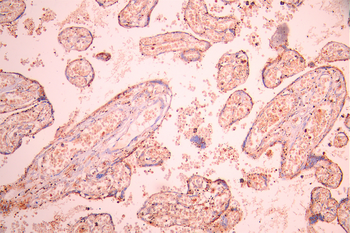 CD82 Antibody