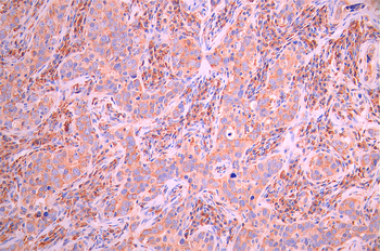 CD82 Antibody