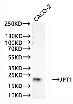 JPT1 Antibody