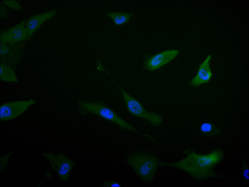 JPT1 Antibody