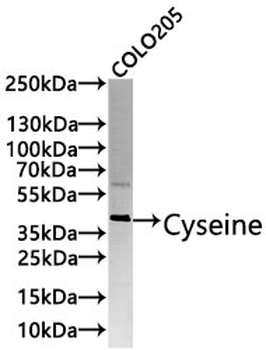 ATG4A Antibody