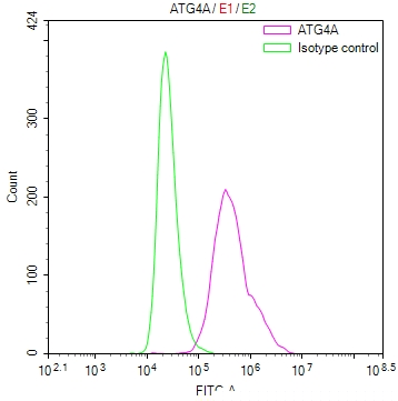 ATG4A Antibody