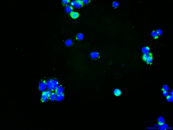 SLIT2 Antibody